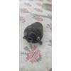 Катушка зажигания ВАЗ 273705 в Омске
